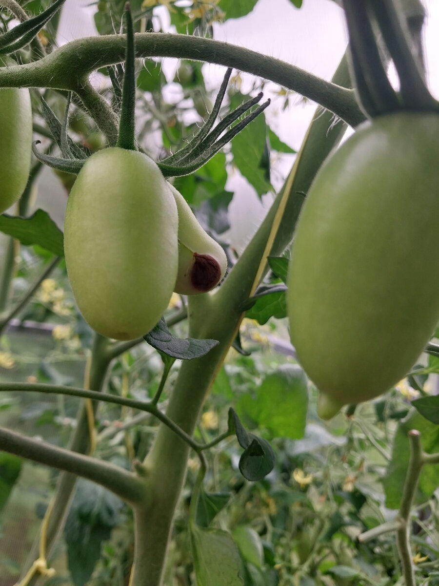 Черри "Дюкре "