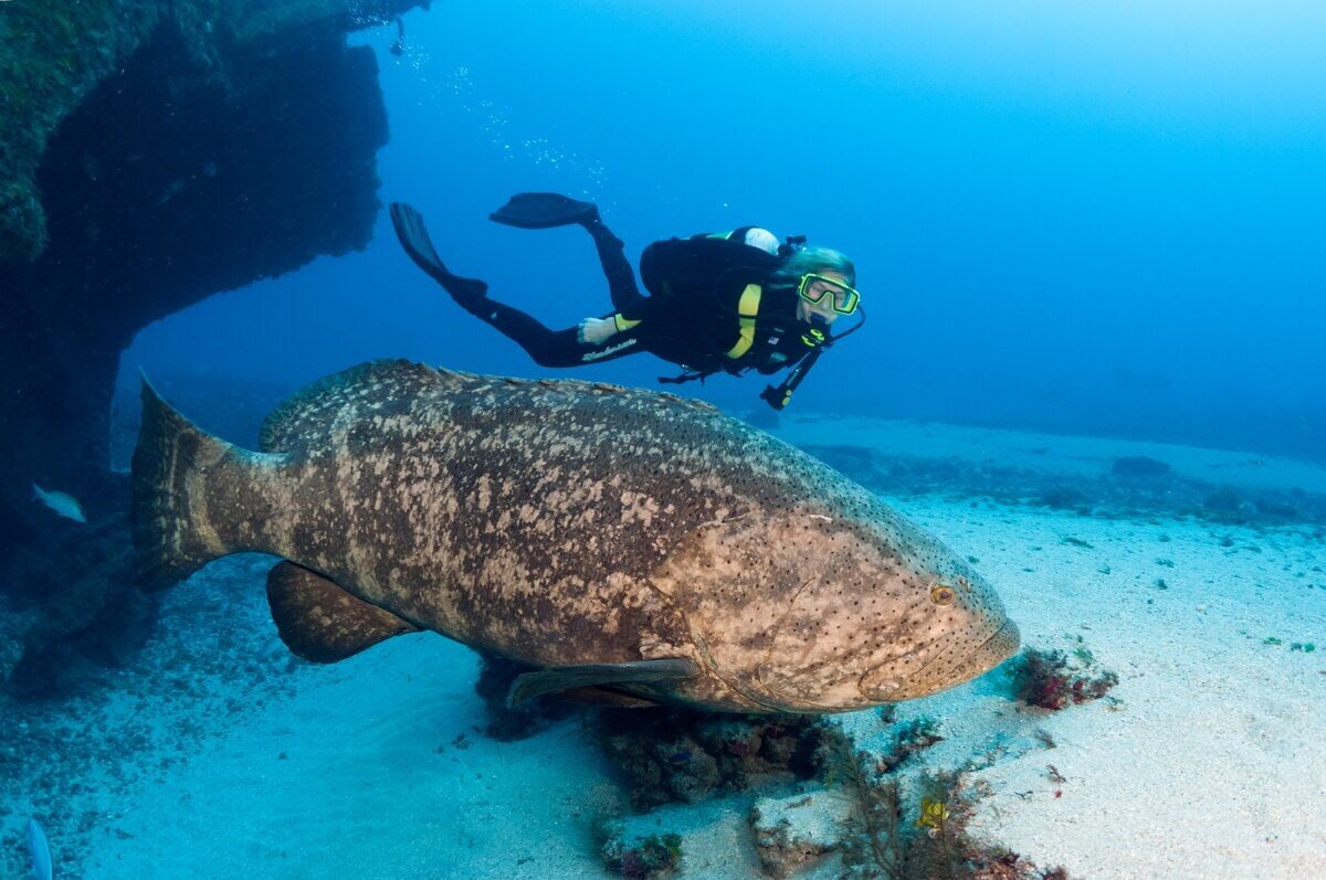 Large fish. Групер Голиаф. Атлантический гигантский Групер. Групер рыба. Морской окунь Групер.