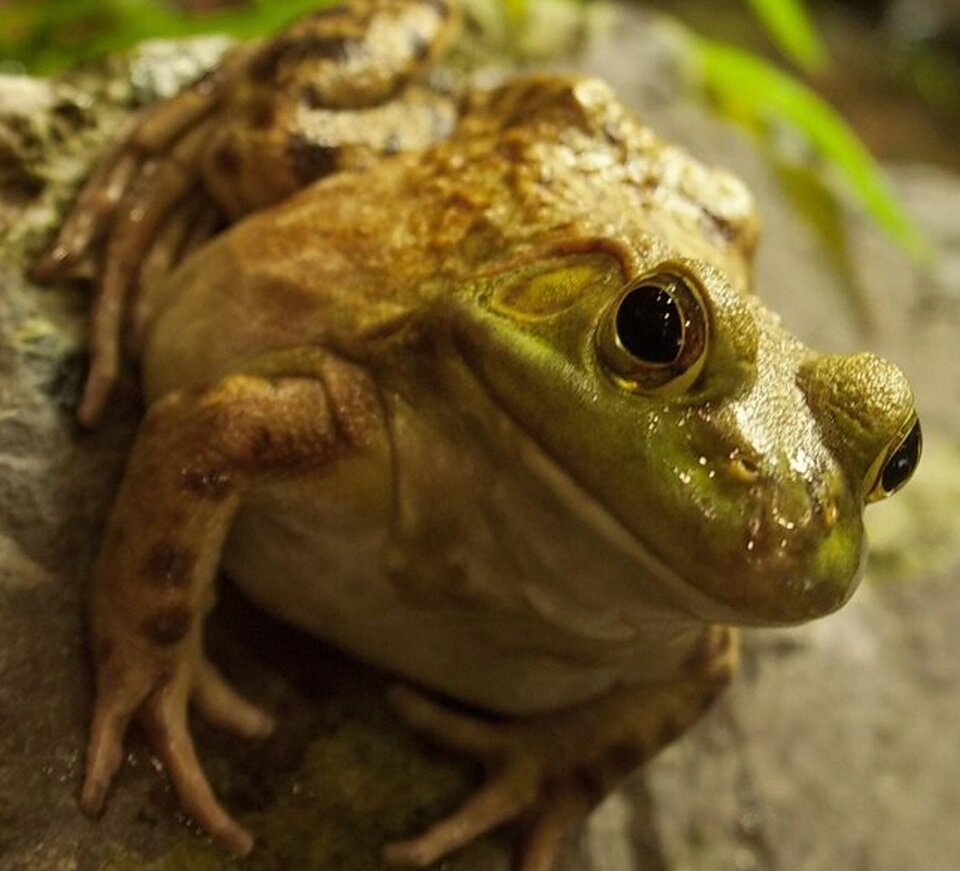 Земноводные – важнейшее звено пищевой цепочки