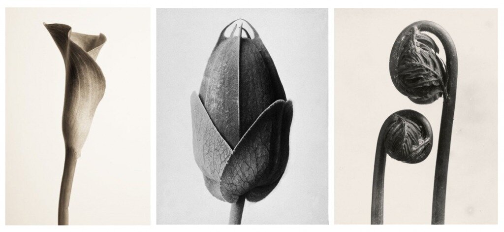 Снимки Блоссфельда, как источник вдохновения для дизайнеров