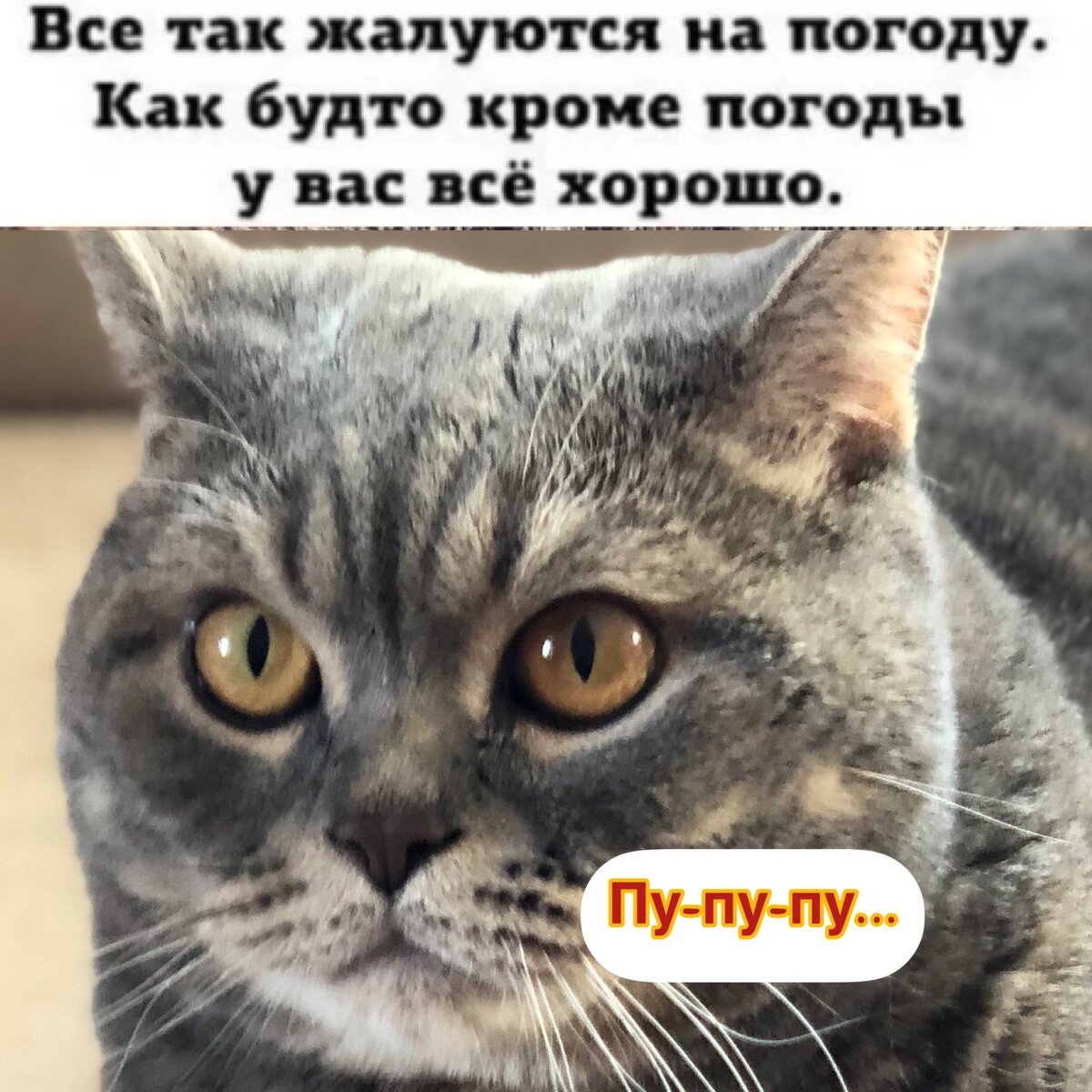 Мемы субботы, да и пожалуй не только 😻 | Кот в валенках Марсель | Дзен