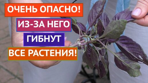 Я В УЖАСЕ!!! ЭТОТ УЖАСНЫЙ СОРНЯК ГУБИТ РАСТЕНИЯ ЗА НЕСКОЛЬКО НЕДЕЛЬ!