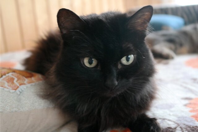 Вилетта (Вета). Фото из домашнего архива. 