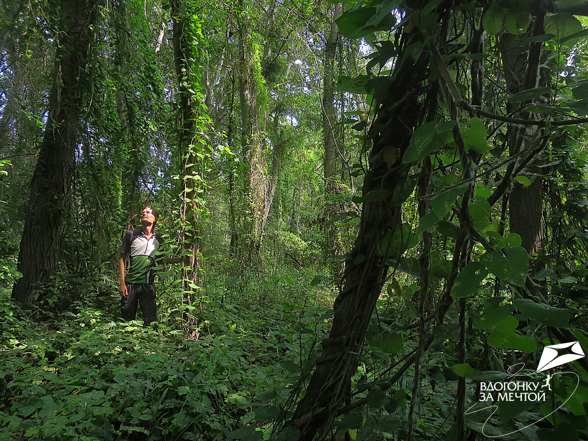 Тот самый лиановый лес / листаем фото