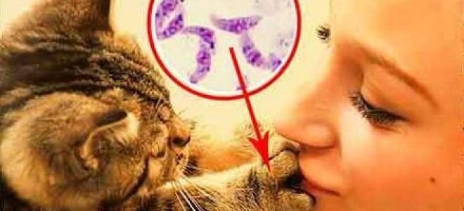  Токсоплазма - внутриклеточный паразит , размножается в кишечнике кошек .  🔺️ Кошки инфицируются , поедая зараженных мышей и других животных .
