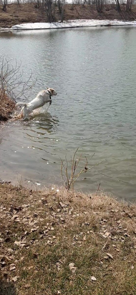 В прыжке за палкой)