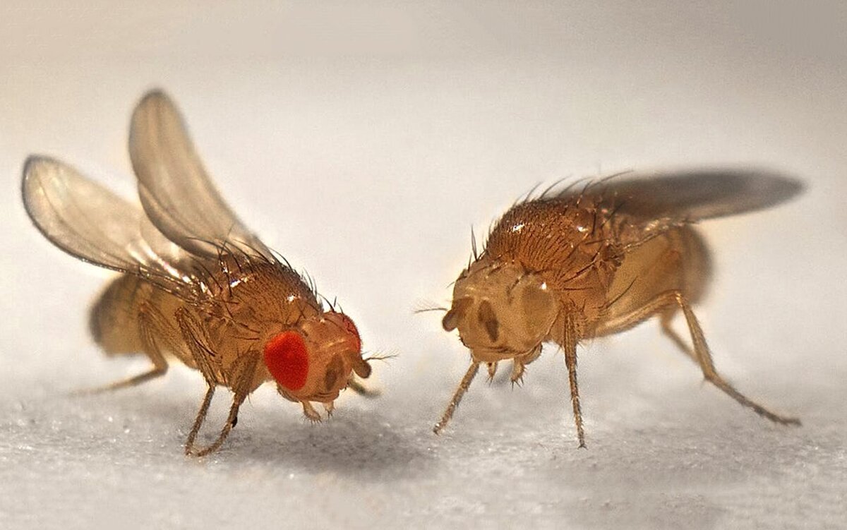 Drosophila 