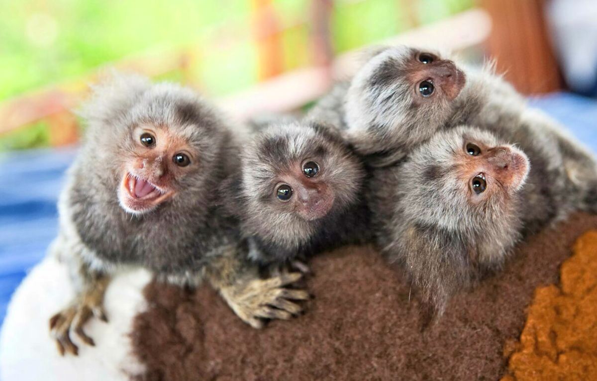 Карликовые игрунки живут небольшими семьями.  Фото: zoo-dom