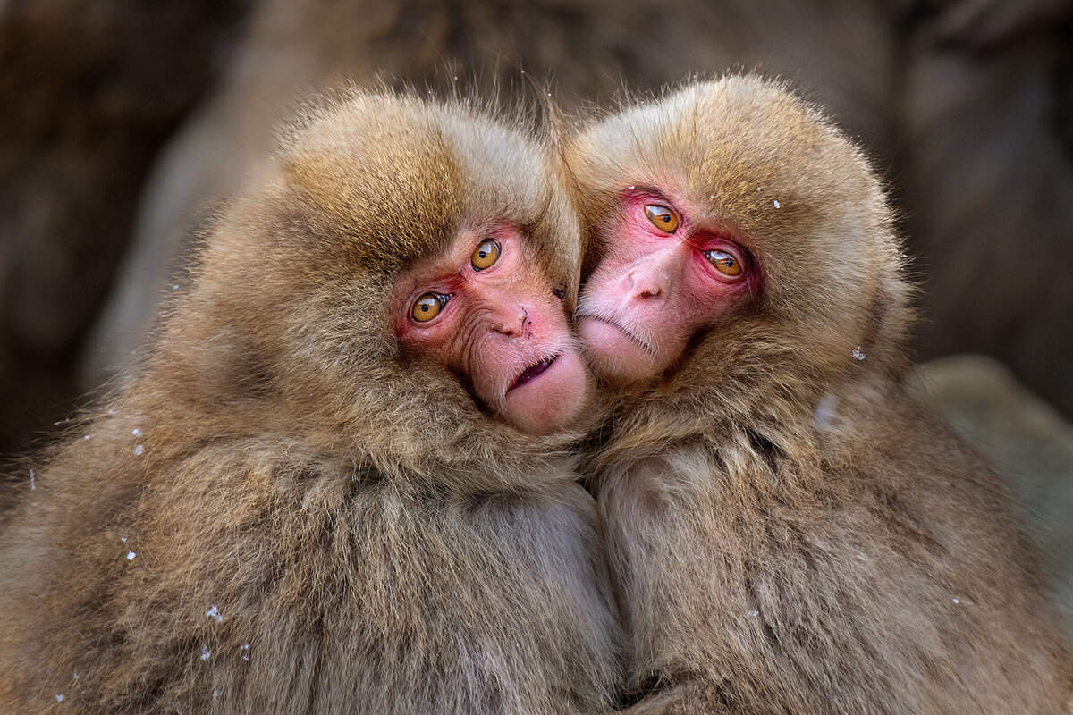 PSA Gold Medal (Eurasia club), Eurasia Honorable Mention (Rutanika club), Snow monkey/  