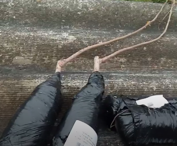 Заказала саженцы осенью. Морозостойкий сорт "Россиянка"  подвой "Виргинка"