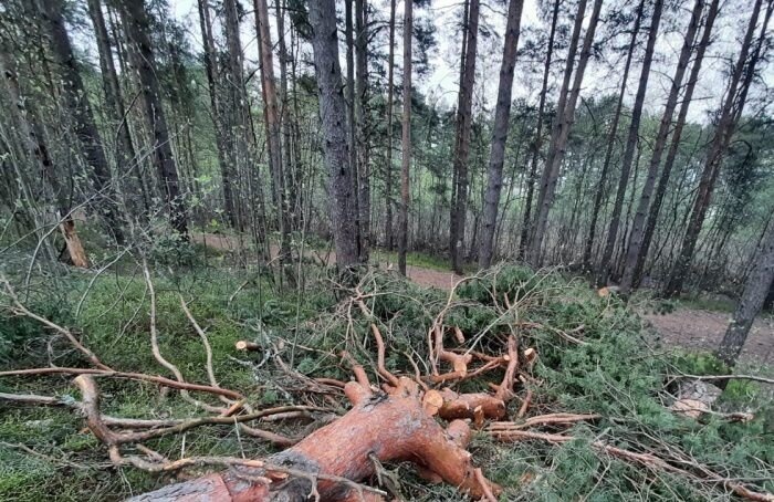    Анна Шулепова