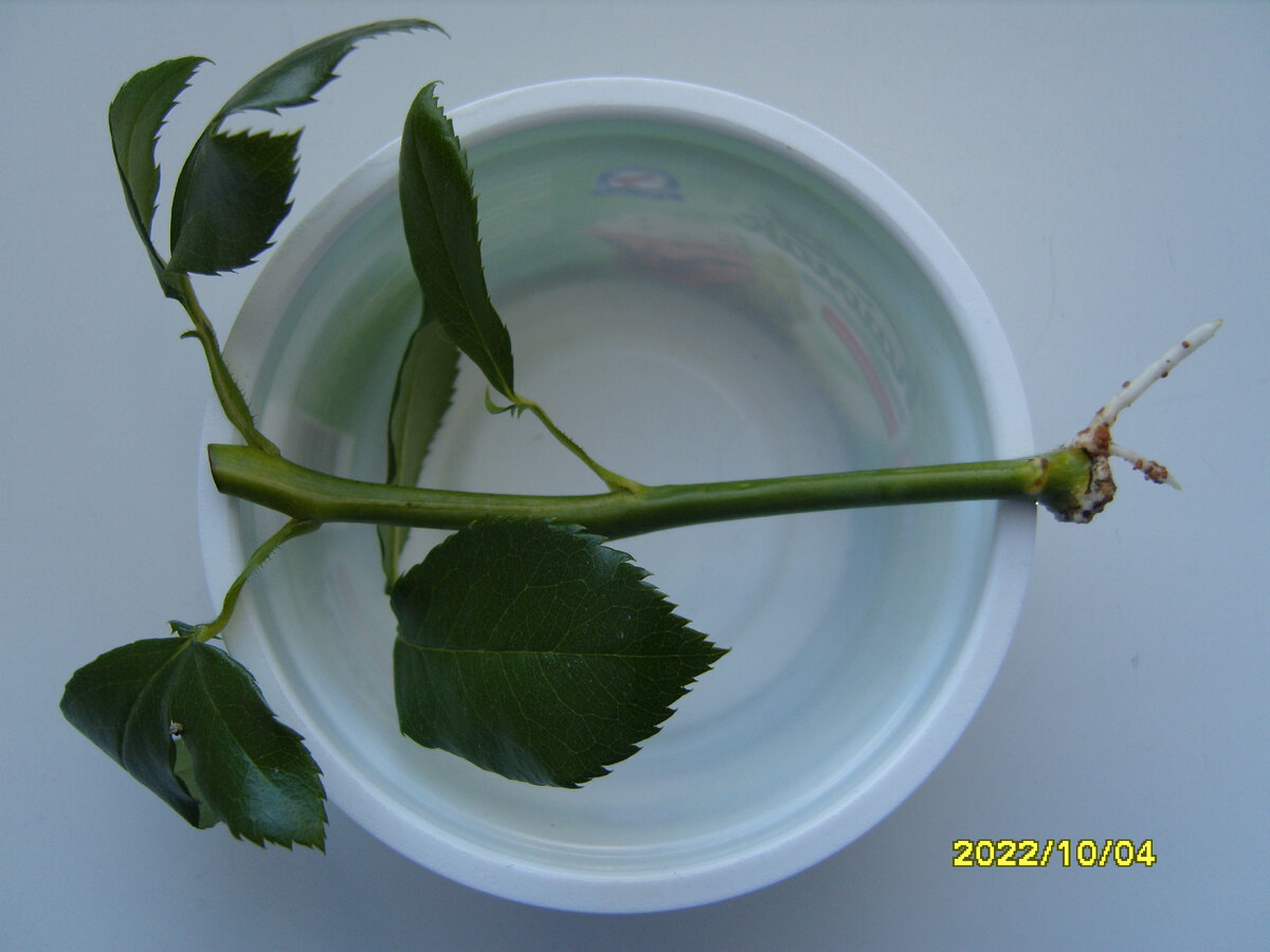 У черенка розы Папилон образовались первичные корни