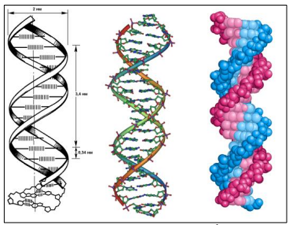 Рисунок 1. Молекула ДНК