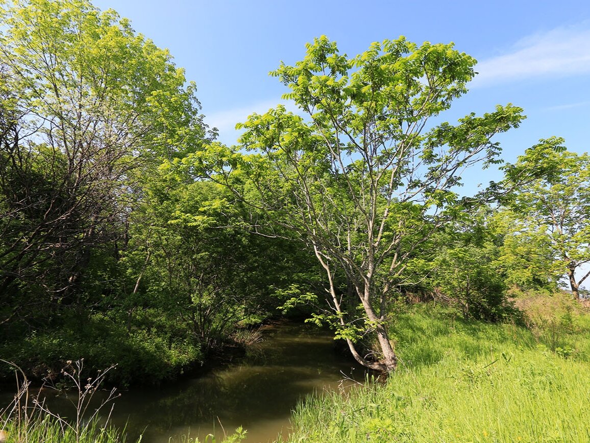 Орех маньчжурский в природе. Приморский край, окрестности Владивостока, полустров Муравьева-Амурского. Фото: Вера Волкотруб, plantarium.ru