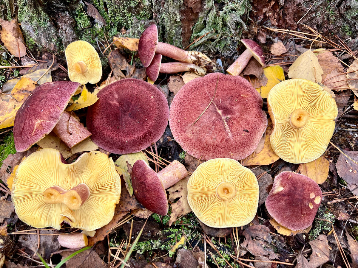 Рядовка жёлто-красная (Tricholomopsis rutilans)