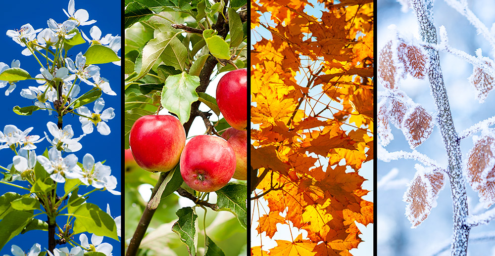 Календарь по временам года для детей. Дерево в разные времена года. Сезонныеиминия в природе. Семена времени года. Календарь времен года для детского сада.
