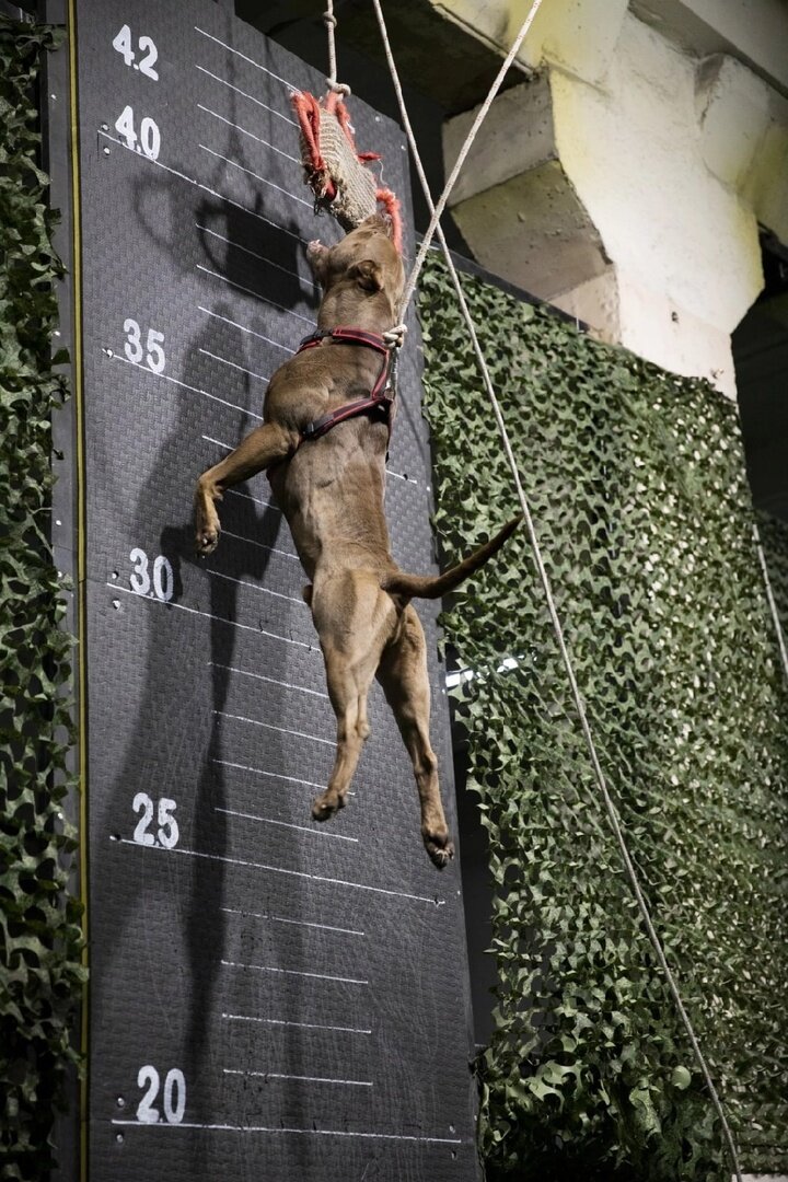 Спортзал для собак DOGSENERGYM