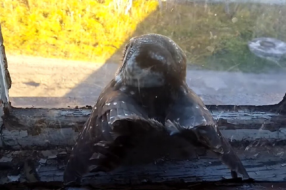     Пернатый друг обрел свободу. Фото: скрин видео