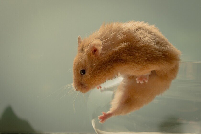    Лабораторная крыса. Фото: Unsplash
