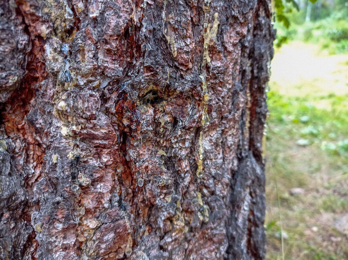 Смола на дереве