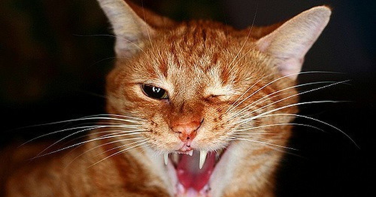 Яндекс-фото