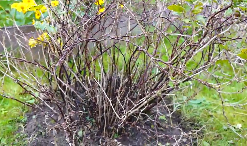 Куст крыжовника о обрезки