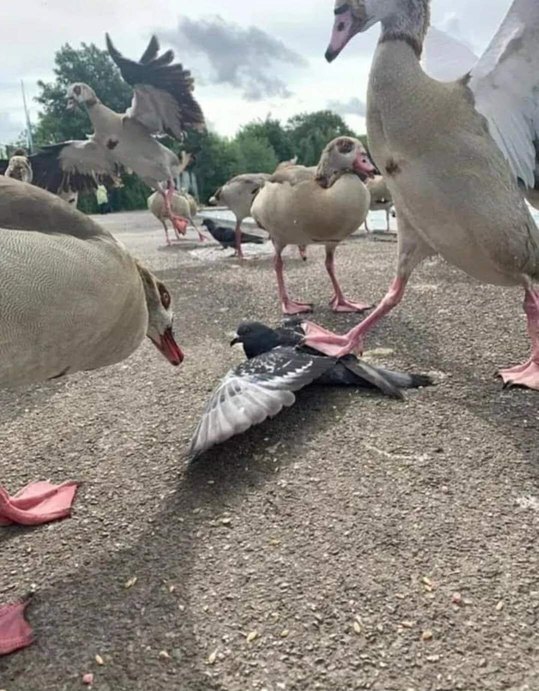 Эти забавные животные