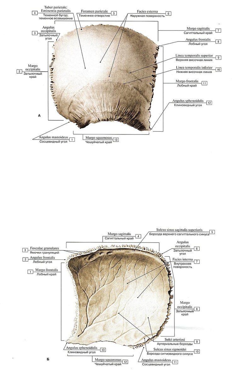 Теменная кость, правая. А - вид снаружи. Б - вид изнутри.