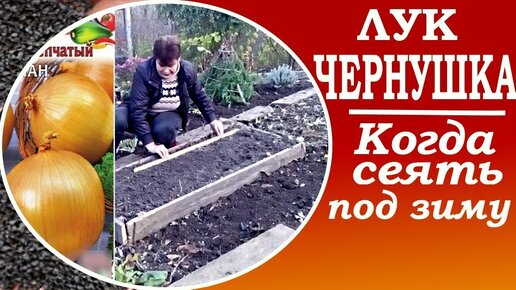 Выращивание лука с нуля Сеем лук чернушка под зиму