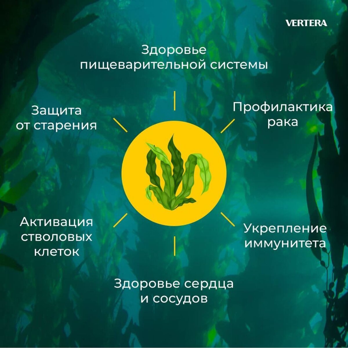 Морские водоросли –  наследие Атлантов