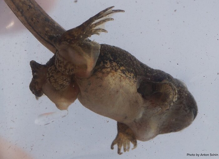    Уродство развивающихся амфибий: недоразвитые конечности / © Свинин и др.