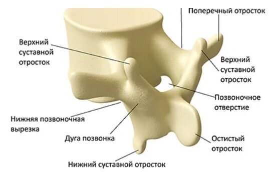 Артроз позвоночника (Спондилоартроз)