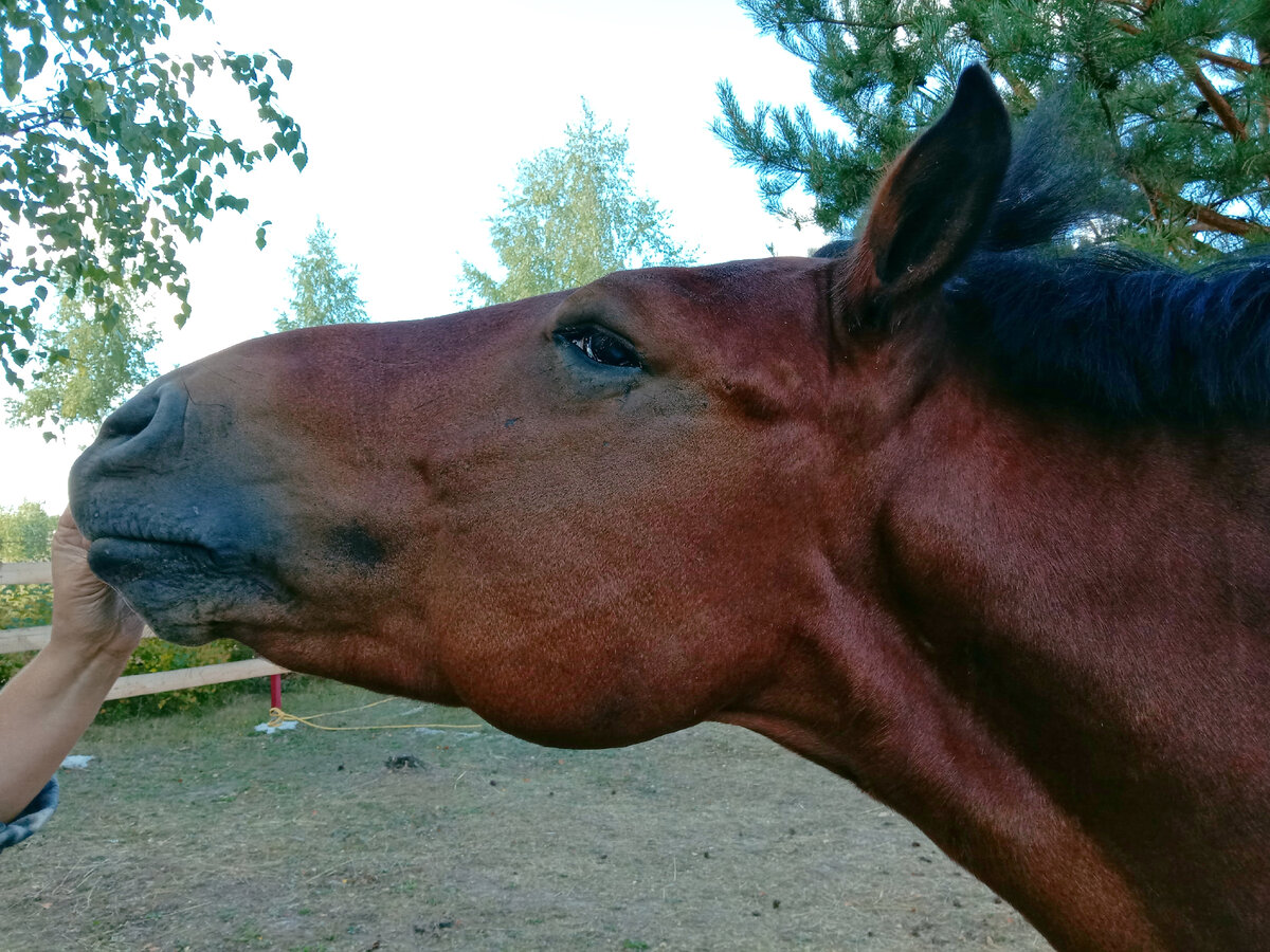 вятский мерин Либерал 2012 г.р.