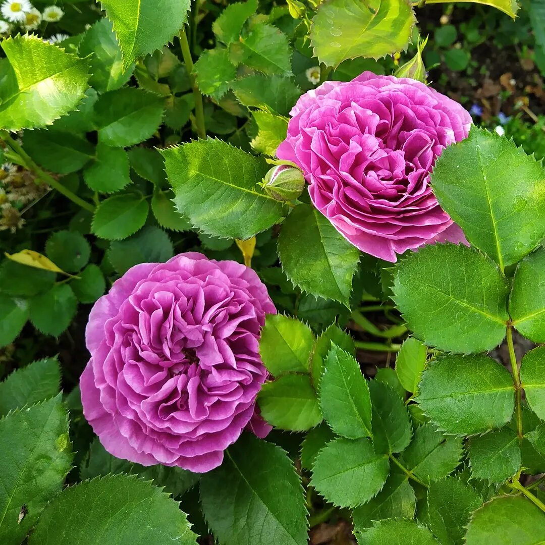 Фото сделано на телефон