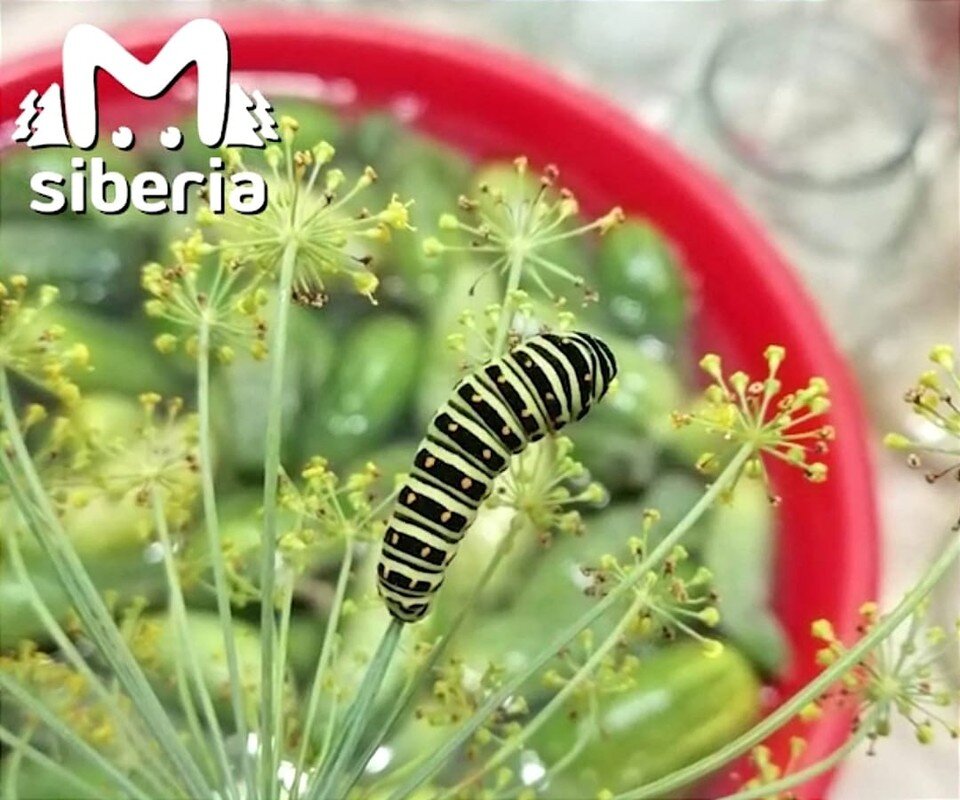     Домашняя гусеница отличилась отменным аппетитом. Фото: Telegram-канал «Mash Siberia»