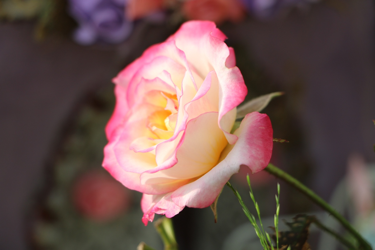 фото Стихи Поэта 