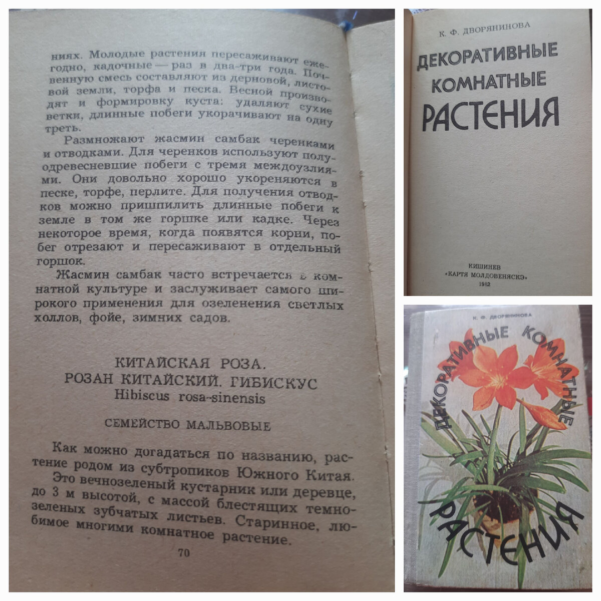 По каким причинам у китайской розы желтеют и опадают листья, что делать?