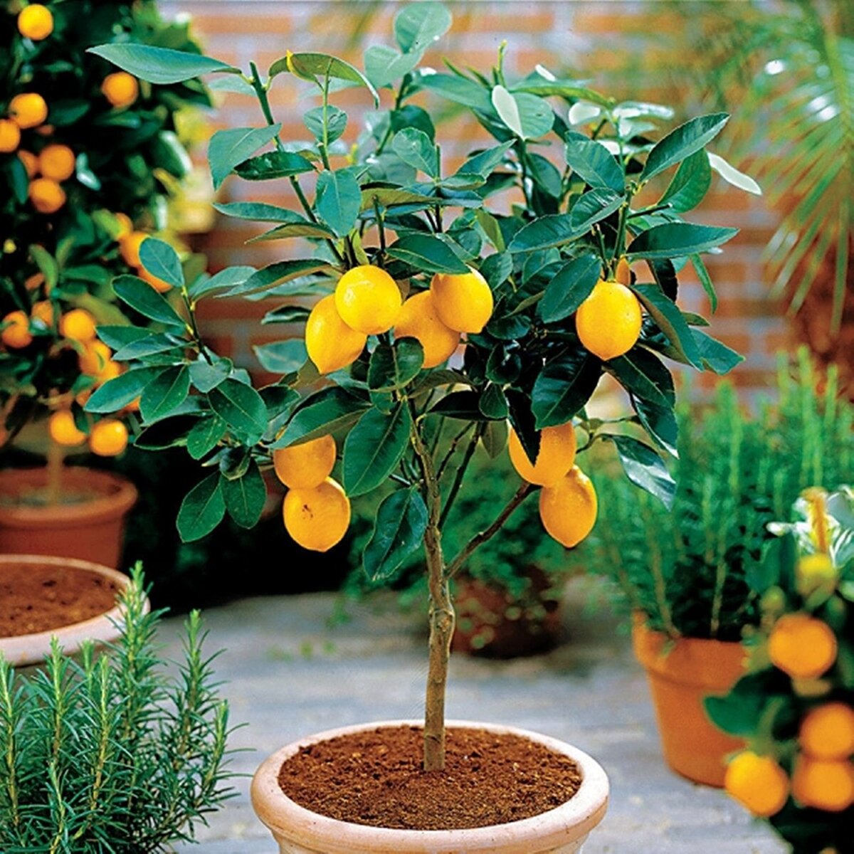 Комнатное растение дерево лимон в домашних условиях