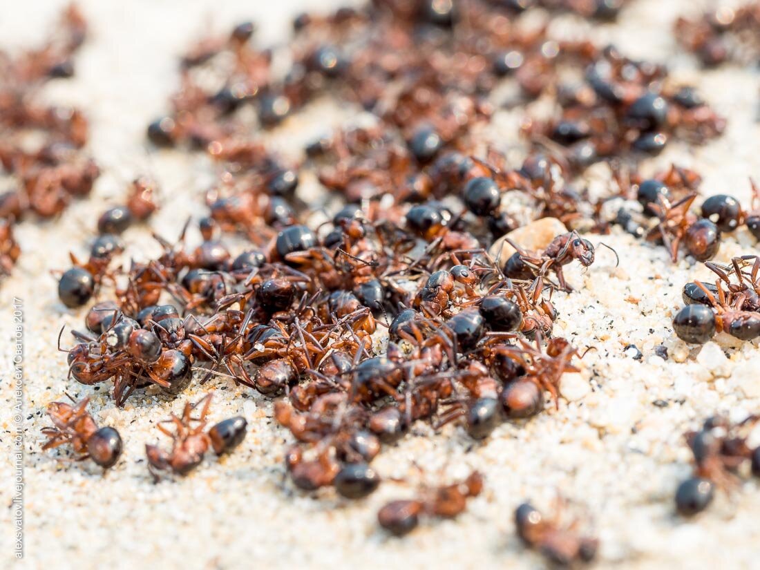 Почему умер муравей. Деманд против муравьев 5мл. Деманд "Expert Home" против муравьев 5мл. Кучка муравьев. Толпа муравьев.