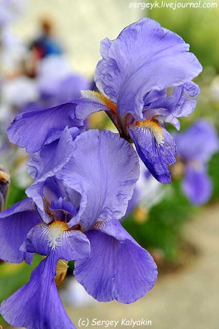 Бюджетные букеты с ирисами. Ирис ликвид саншайн. Ирис германский фриндж оф голд. Iris 11. Ирис уайт эксельсиор.