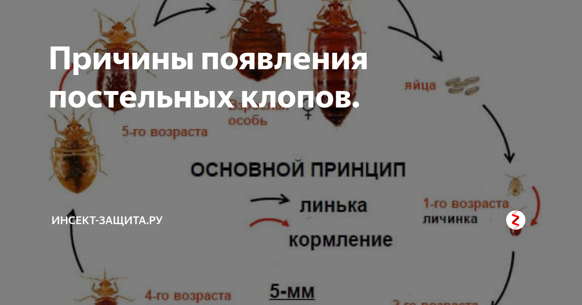 Прайс-лист Службы уничтожения клопов в Волжском - Бытовые услуги - Волгоград