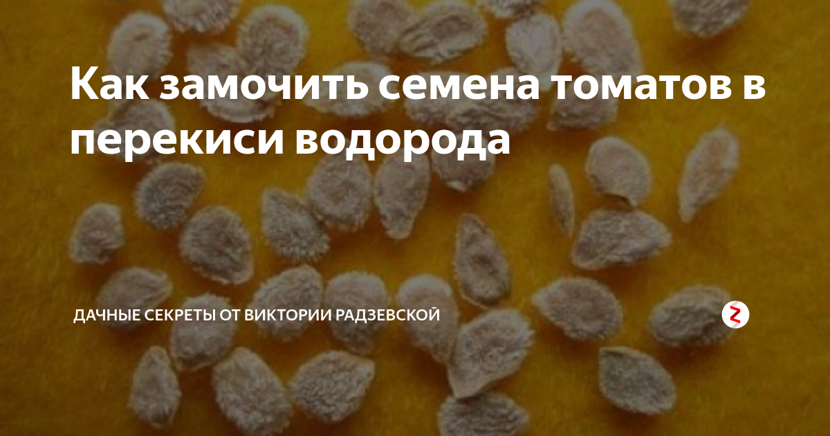 Сколько времени замачивать семена томатов перед посадкой. Замачивание семян томатов в перекиси водорода перед посевом. Замоченные семена помидор. Обработка семян томатов в перекиси водорода. Обработка семян томатов перед посевом на рассаду перекисью водорода