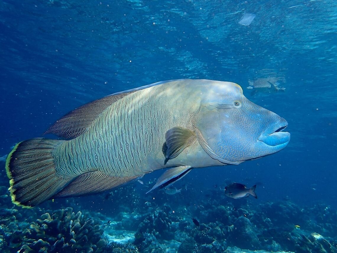 Рыба наполеон красное море фотографии