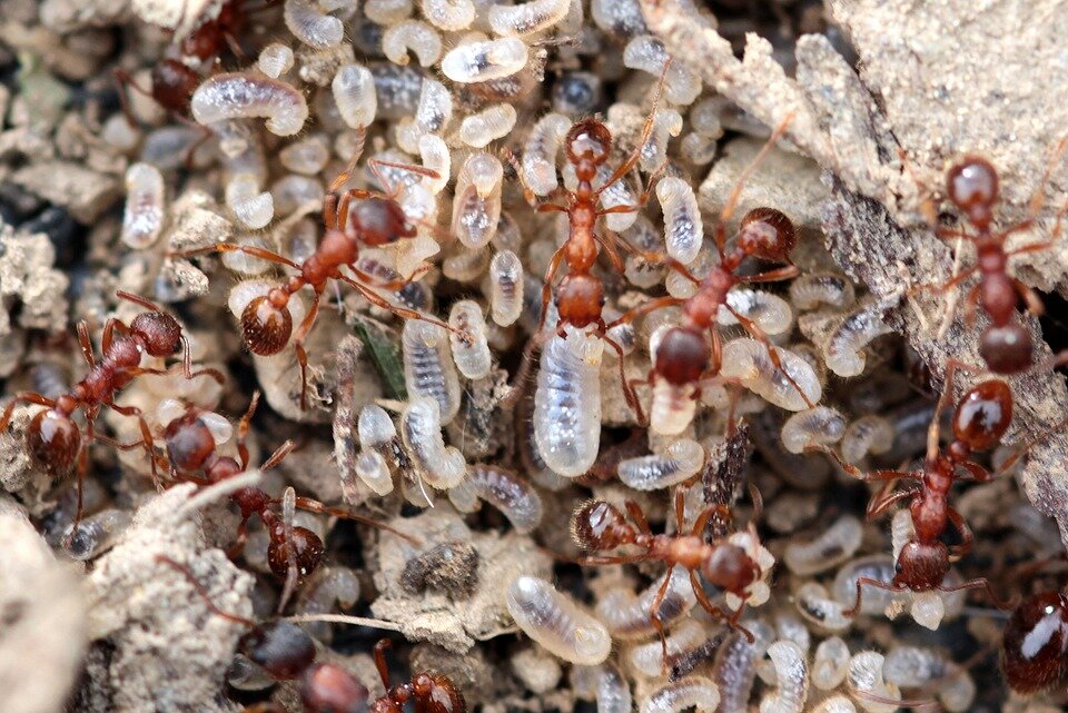 Как размножаются муравьи. Мирмика Рубра. Myrmica rubra Муравейник. Матка муравья мирмика Рубра. Рыжий Лесной муравей личинка.