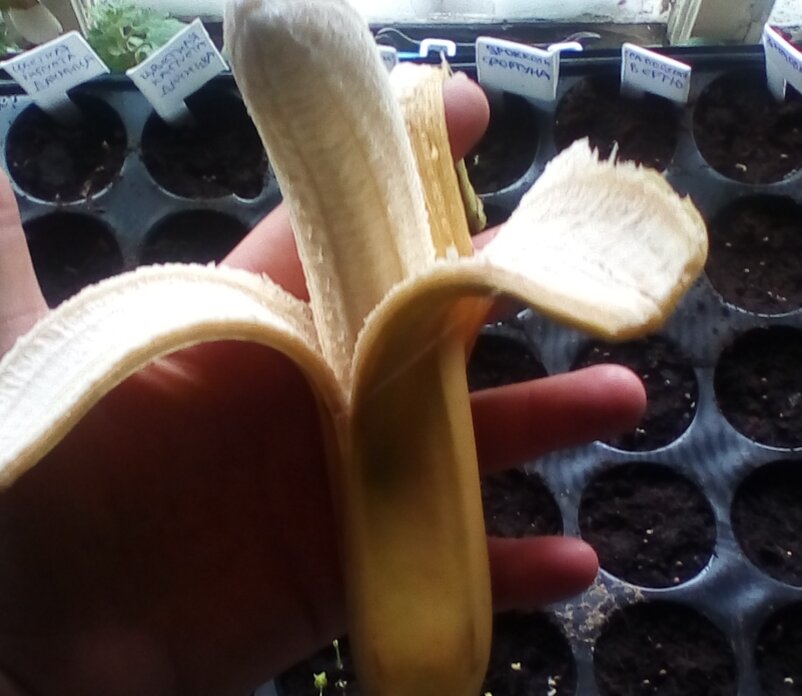 Банановая подкормка для рассады помидор и перцев
