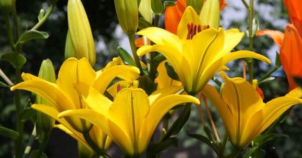 фото: flickr.com