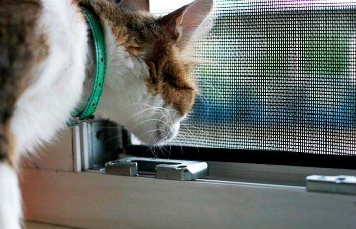 Фото: у кошки есть цель и нет препятствий
