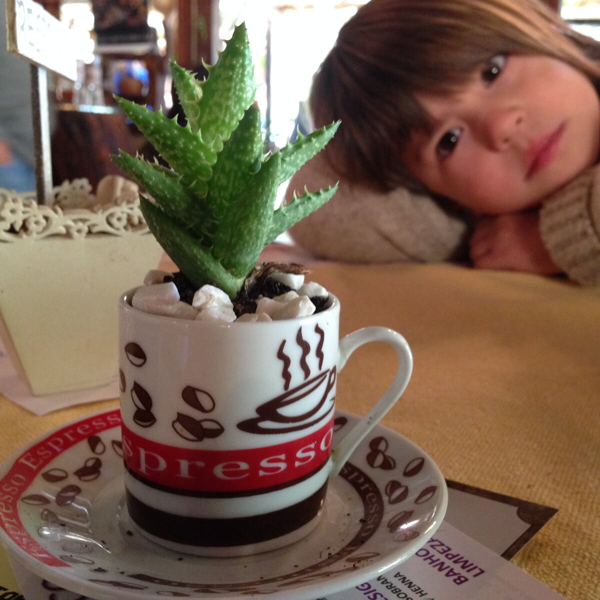 И не надо больше ничего ГОВОРЯТЬ | Бобры из Бразилии | Дзен