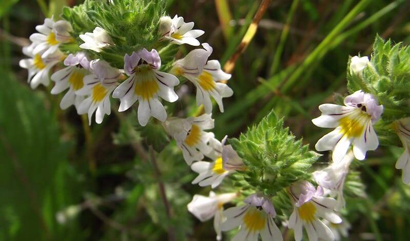 Очанка лекарственная