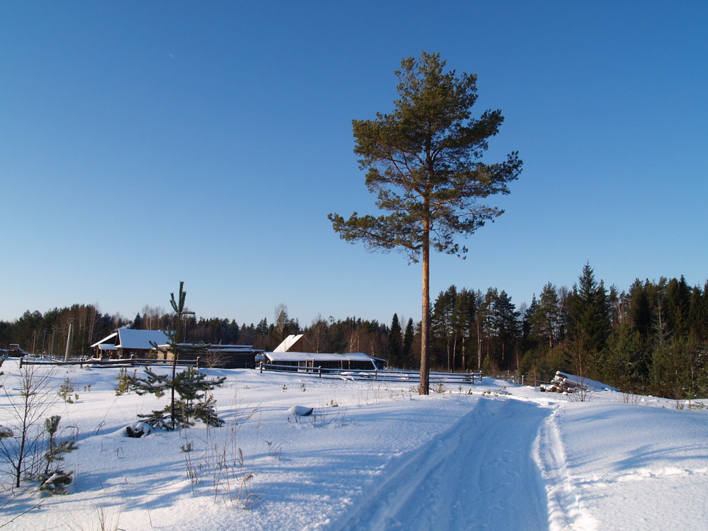 Дорога к лесу, настоящее время